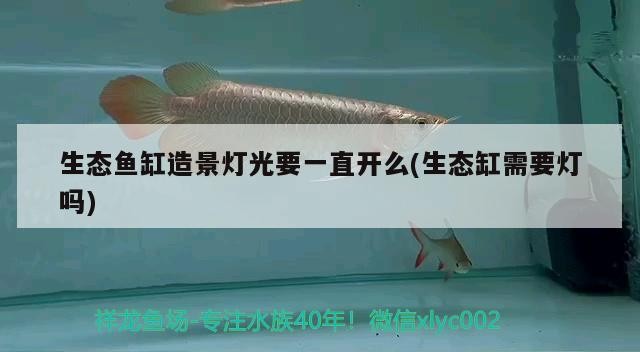 生態(tài)魚缸造景燈光要一直開么(生態(tài)缸需要燈嗎)