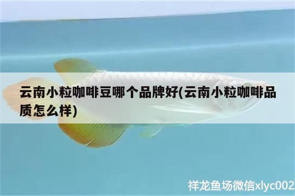 云南小粒咖啡豆哪個品牌好(云南小粒咖啡品質怎么樣)