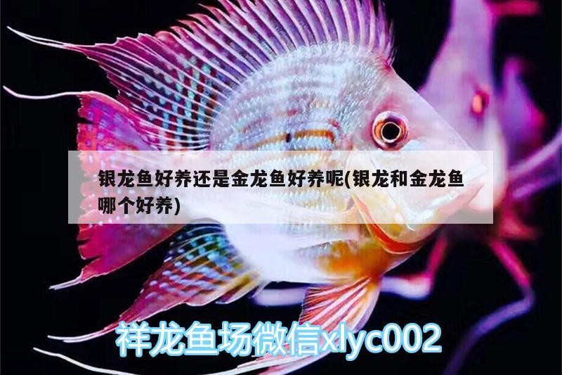 銀龍魚好養還是金龍魚好養呢(銀龍和金龍魚哪個好養)