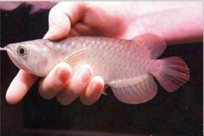 紅龍魚什么品種最好養(yǎng)：紅龍魚品種選擇和養(yǎng)殖詳細信息金龍魚號半紅龍魚價格對比