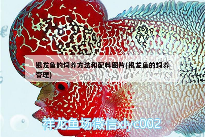 銀龍魚(yú)的飼養(yǎng)方法和配料圖片(銀龍魚(yú)的飼養(yǎng)管理)
