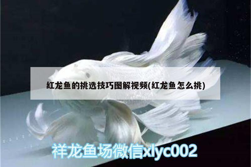 淄博魚缸搬運公司電話（淄博魚缸搬運公司電話多少）