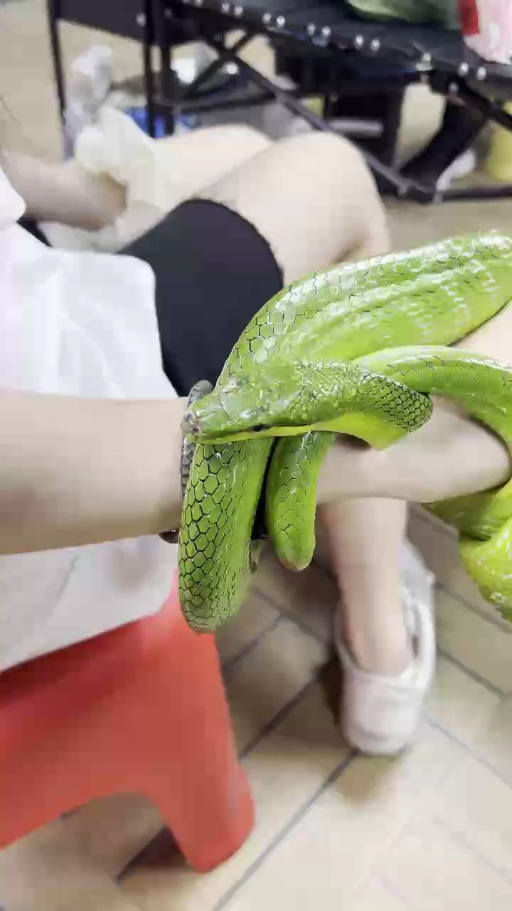 出一批寵物蛇喜歡的滴滴