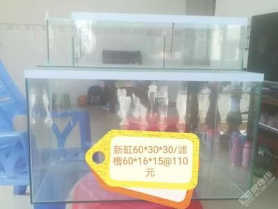 603030魚缸：60,30,30的魚缸適合養什么樣的魚？