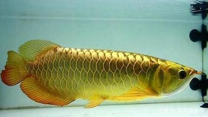 龍魚受驚嚇怎么恢復身體