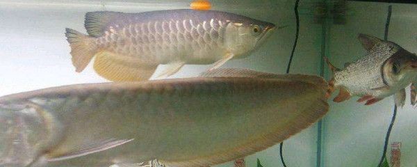 龍魚受驚嚇怎么恢復身體