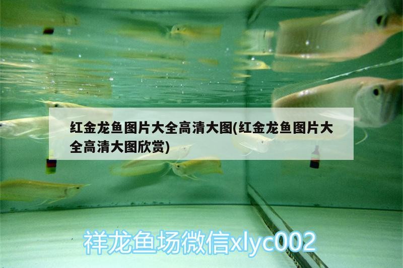 長沙魚缸維修店地址電話號碼（ 長沙魚缸批發市場在哪里）