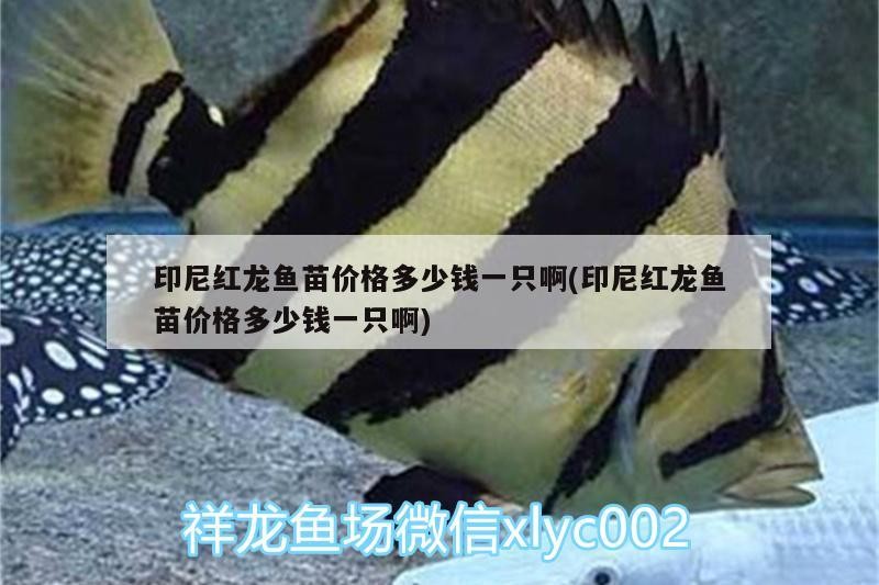 印尼紅龍魚(yú)苗價(jià)格多少錢一只啊(印尼紅龍魚(yú)苗價(jià)格多少錢一只啊)