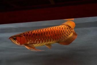 龍魚魟魚的寓意 魟魚百科 第1張 龍魚魟魚的寓意 龍魚魟魚的寓意 魟魚百科 第1張