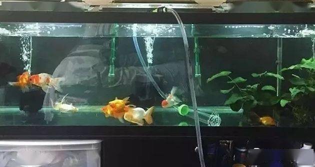 廈門哪里有水族館?（廈門哪里有水族館）