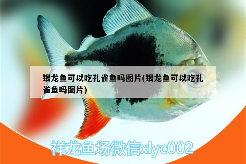 銀龍魚可以吃孔雀魚嗎圖片(銀龍魚可以吃孔雀魚嗎圖片) 銀龍魚可以吃孔雀魚嗎圖片(銀龍魚可以吃孔雀魚嗎圖片) 銀龍魚百科