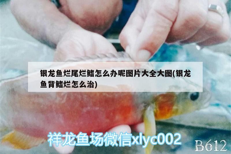 魚缸用增氧泵價格是多少:魚缸增氧機-xtrac增氧機-xtrac增氧機 銀龍魚爛尾爛鰭怎么辦呢圖片大全大圖(銀龍魚背鰭爛怎么治) 銀龍魚百科 銀龍魚爛尾爛鰭怎么辦呢圖片大全大圖(銀龍魚背鰭爛怎么治) 銀龍魚爛尾爛鰭怎么辦呢圖片大全大圖(銀龍魚背鰭爛怎么治) 銀龍魚百科