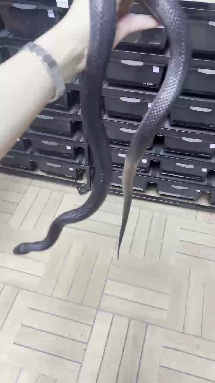 鸚鵡魚和銀龍魚混養怎樣喂食 特價出寵物蛇苗子喜歡的滴滴 龍魚論壇 特價出寵物蛇苗子喜歡的滴滴 特價出寵物蛇苗子喜歡的滴滴 龍魚論壇
