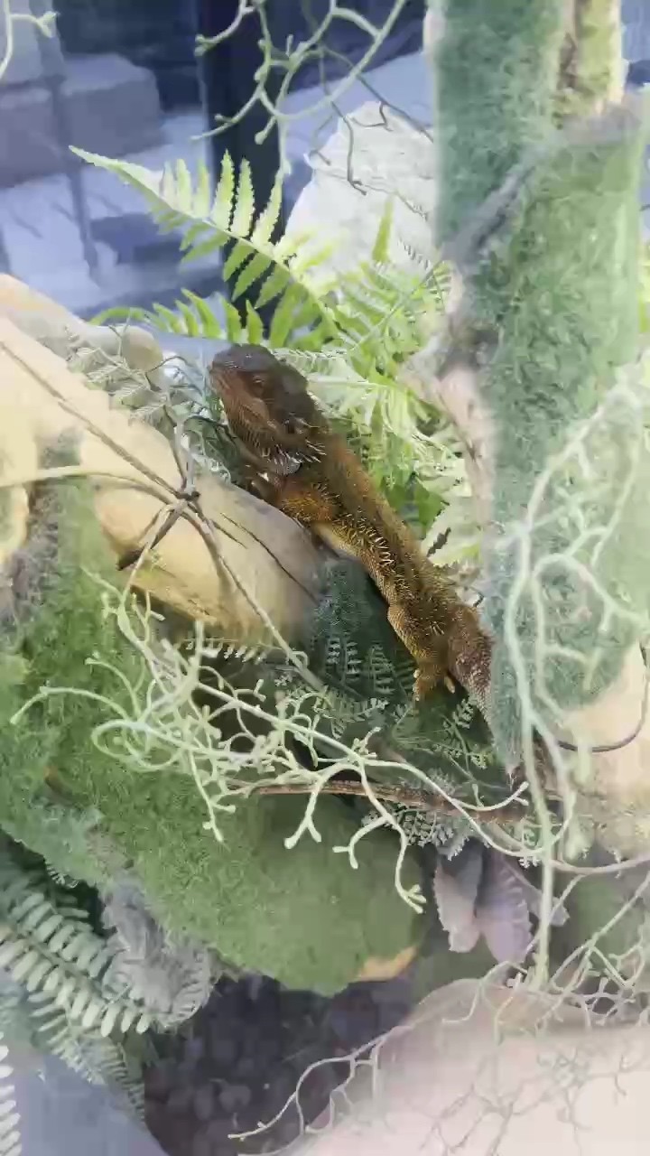 特價出寵物蜥蜴喜歡的滴滴