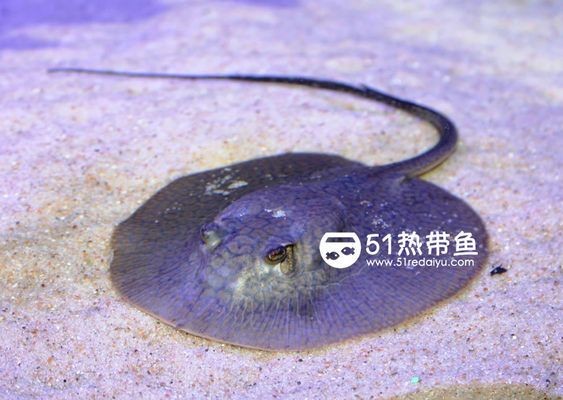 魟魚(yú)產(chǎn)前征兆：魟魚(yú)產(chǎn)前征兆主要有以下幾個(gè)方面母魟魚(yú)的產(chǎn)前征兆