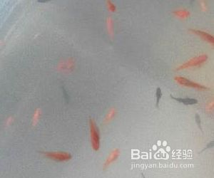魟魚(yú)產(chǎn)前征兆：魟魚(yú)產(chǎn)前征兆主要有以下幾個(gè)方面母魟魚(yú)的產(chǎn)前征兆