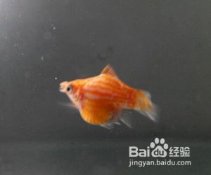 魟魚(yú)產(chǎn)前征兆：魟魚(yú)產(chǎn)前征兆主要有以下幾個(gè)方面母魟魚(yú)的產(chǎn)前征兆