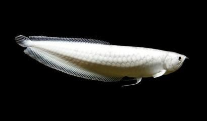 黑白魟魚的品相：品相好的黑白魟魚通常具有以下幾個特點 黑白魟魚的品相：品相好的黑白魟魚通常具有以下幾個特點 魟魚百科 第2張