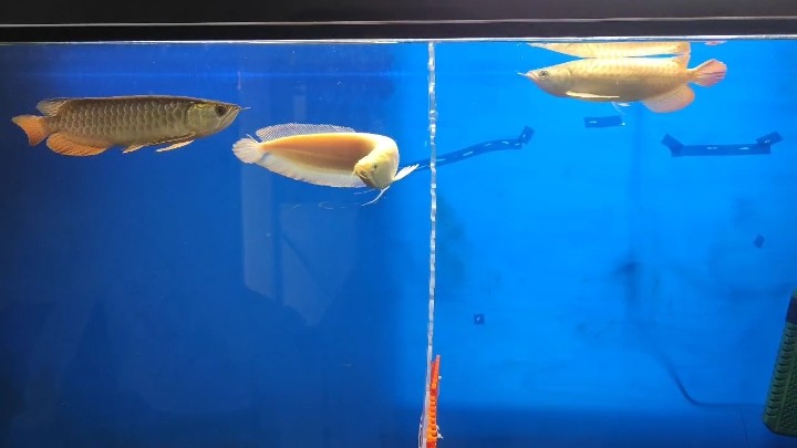 隔板多久可以取掉