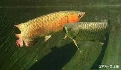 金龍和虎魚打架怎么辦：金龍魚和虎魚打架怎么辦