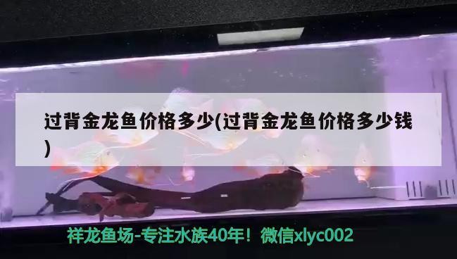 過背金龍魚價格多少(過背金龍魚價格多少錢)