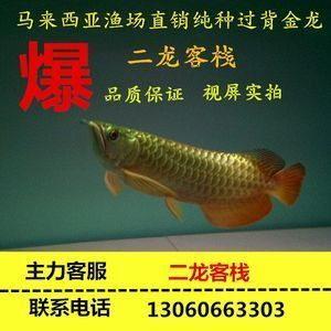 龍魚吃什么活體魚好養 龍魚吃什么活體魚好養 龍魚百科 第2張