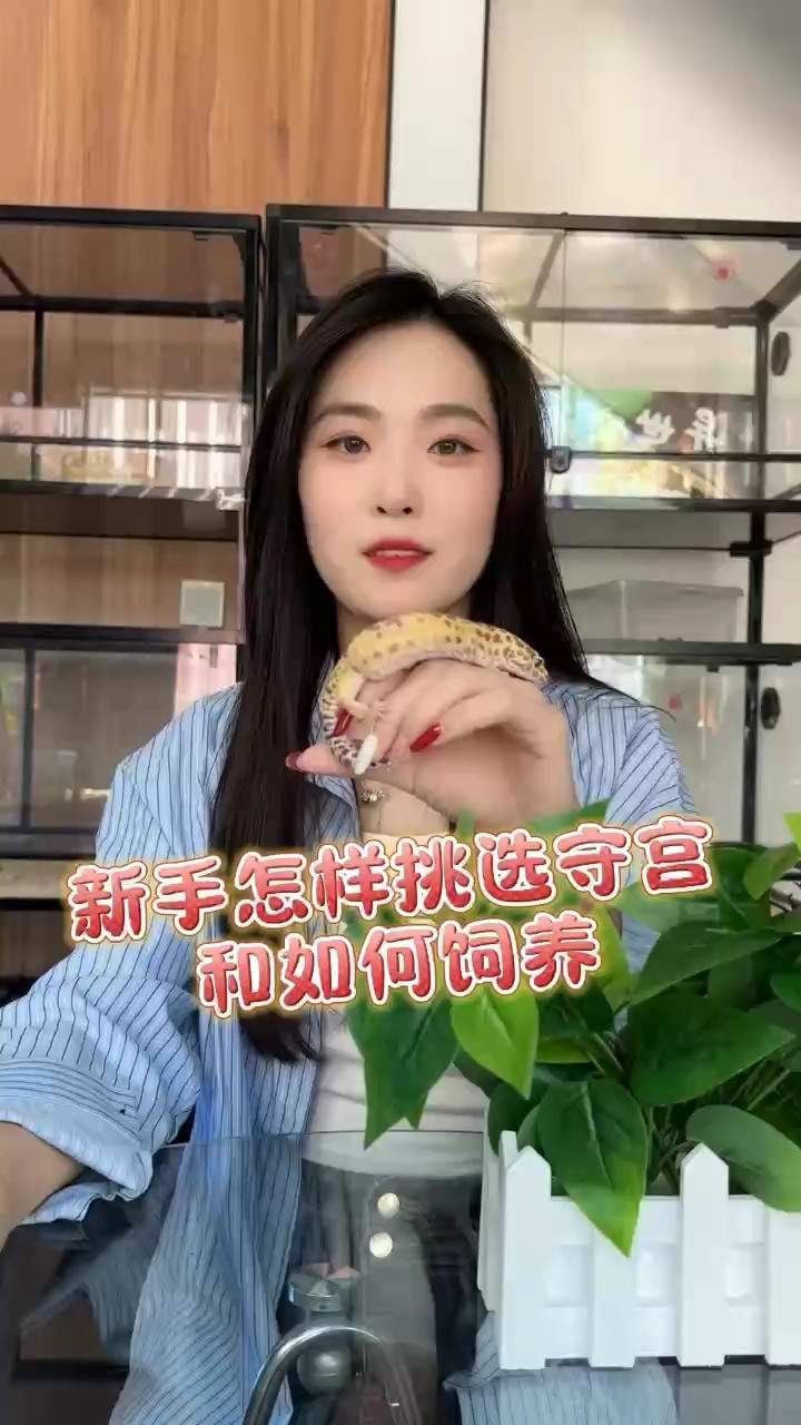 新手怎么挑選守宮