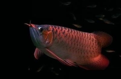 魟魚的品種介紹：魟魚的品種介紹[需手動(dòng)填充][需手動(dòng)填充][需手動(dòng)填充]魚的品種介紹