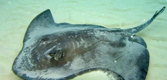 魟魚尾巴被咬斷了會(huì)死嗎：魟魚尾巴被咬斷了會(huì)死嗎[需手動(dòng)填充]魚尾巴被咬斷了會(huì)死嗎