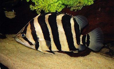 印尼虎魚有點側翻：印尼虎魚側翻是什么原因引起的？