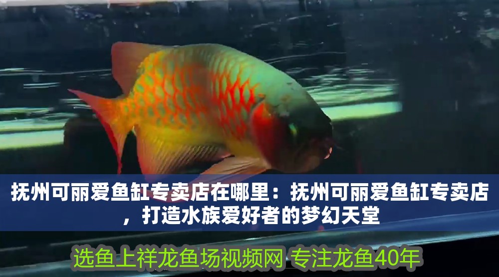 撫州可麗愛魚缸專賣店在哪里：撫州可麗愛魚缸專賣店，打造水族愛好者的夢幻天堂