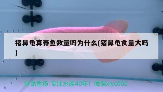 豬鼻龜算養魚數量嗎為什么(豬鼻龜食量大嗎) 豬鼻龜算養魚數量嗎為什么(豬鼻龜食量大嗎) 豬鼻龜百科