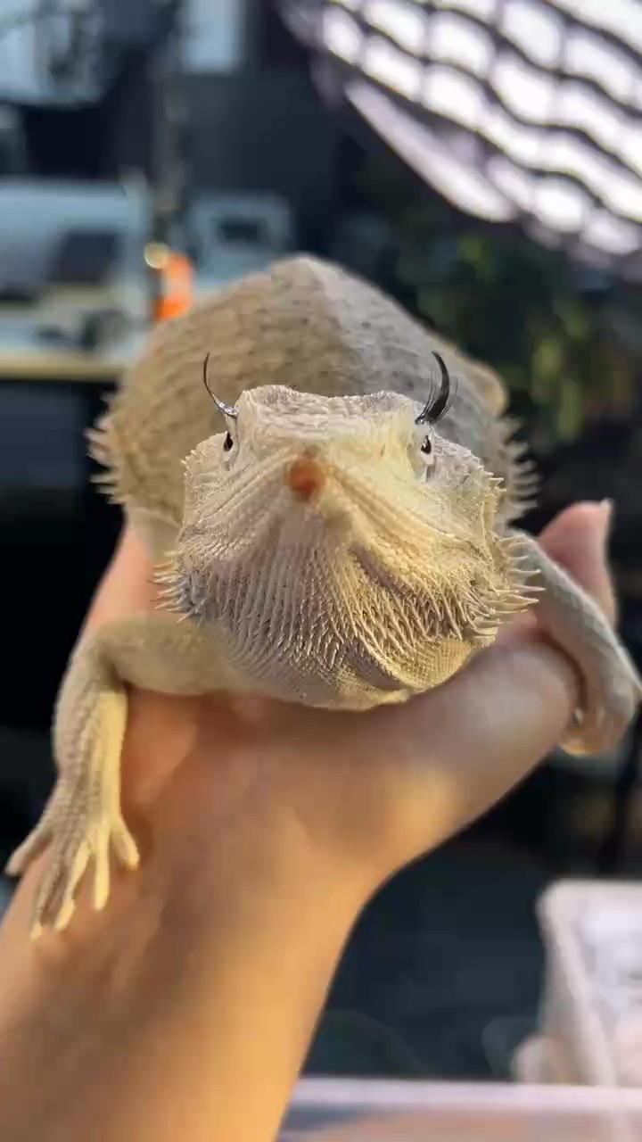 出一批鬃獅蜥