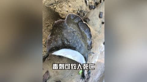 魟魚咬人會死亡嗎為什么：魟魚咬人會死亡嗎 魟魚咬人會死亡嗎為什么：魟魚咬人會死亡嗎 魟魚百科 第1張