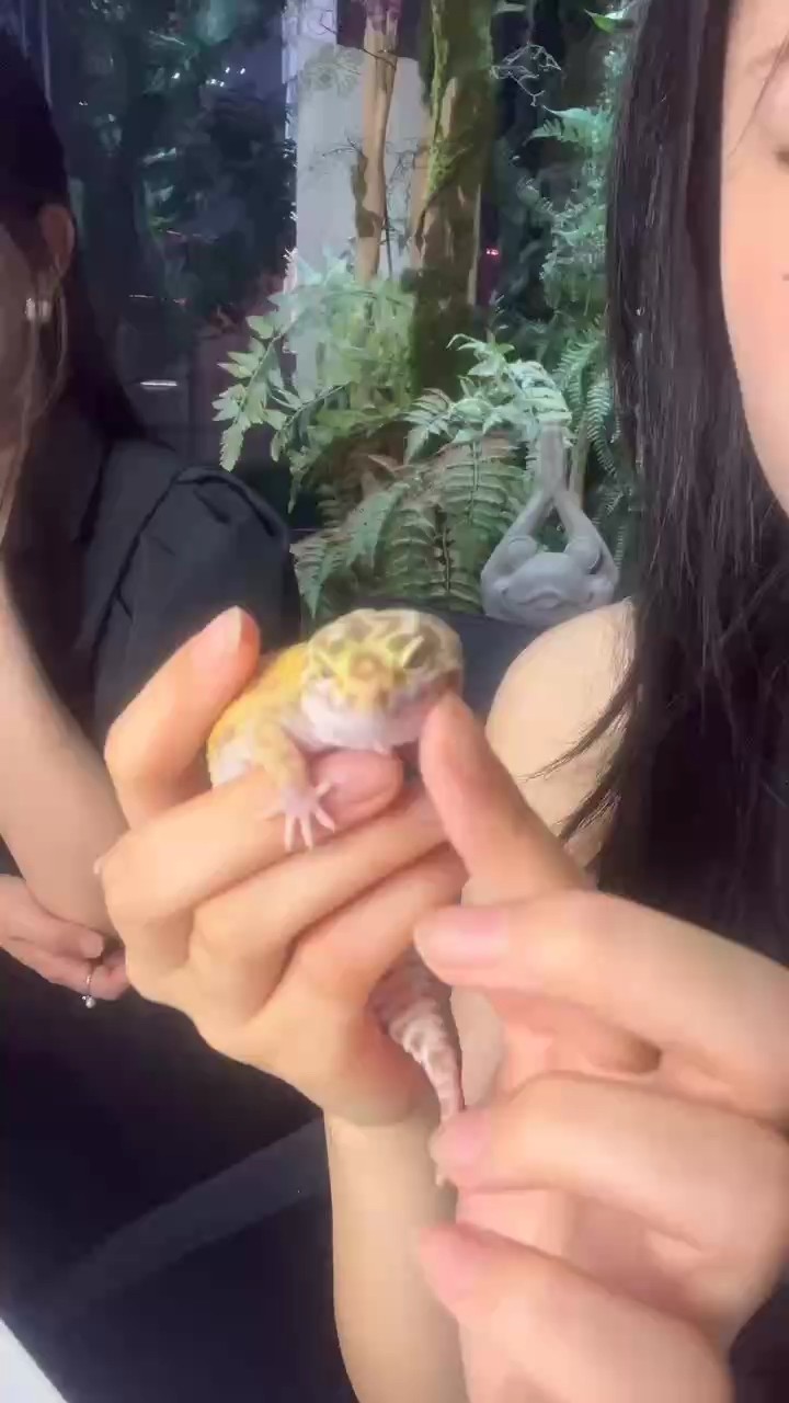 出豹紋守宮三包