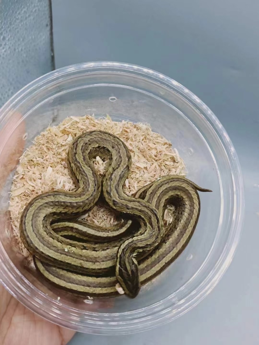 特價出一批蛇苗子 特價出一批蛇苗子 龍魚論壇 第2張