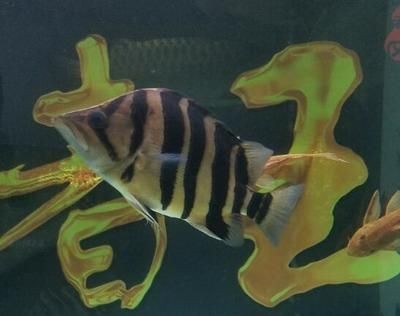 虎魚黑背景還是白背景好：虎魚黑背景還是白背景好呢？