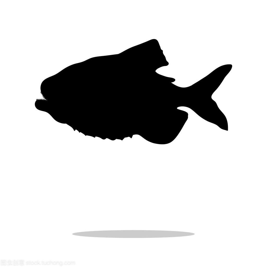 虎魚黑背景還是白背景好：虎魚黑背景還是白背景好呢？