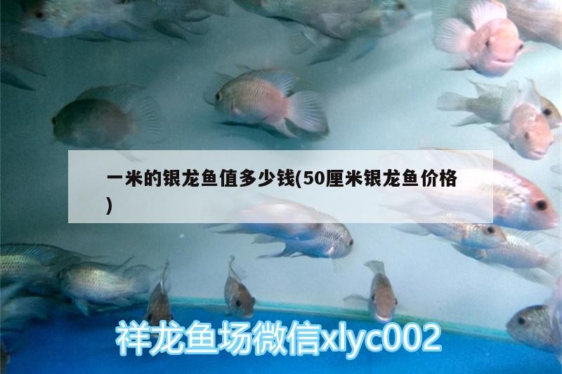 一米的銀龍魚值多少錢(50厘米銀龍魚價(jià)格)