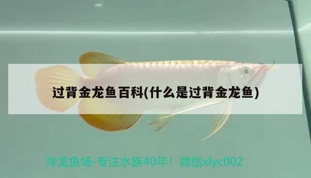 過背金龍魚百科(什么是過背金龍魚)