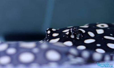 魟魚驅蟲的必要性和必要性是什么：魟魚驅蟲的必要性