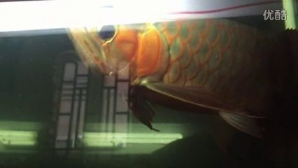 綠皮辣椒紅龍魚的特點：探索綠皮辣椒紅龍魚的獨特之處，綠皮辣椒紅龍魚的獨特之處 綠皮辣椒紅龍魚的特點：探索綠皮辣椒紅龍魚的獨特之處，綠皮辣椒紅龍魚的獨特之處 紅龍魚百科 第3張