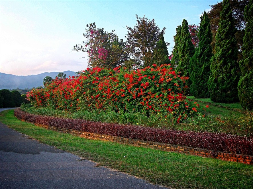 銀龍魚鱗片紅色正常么(銀龍魚鱗發紅怎么回事)