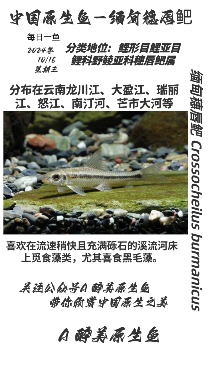 緬甸穗唇鲃