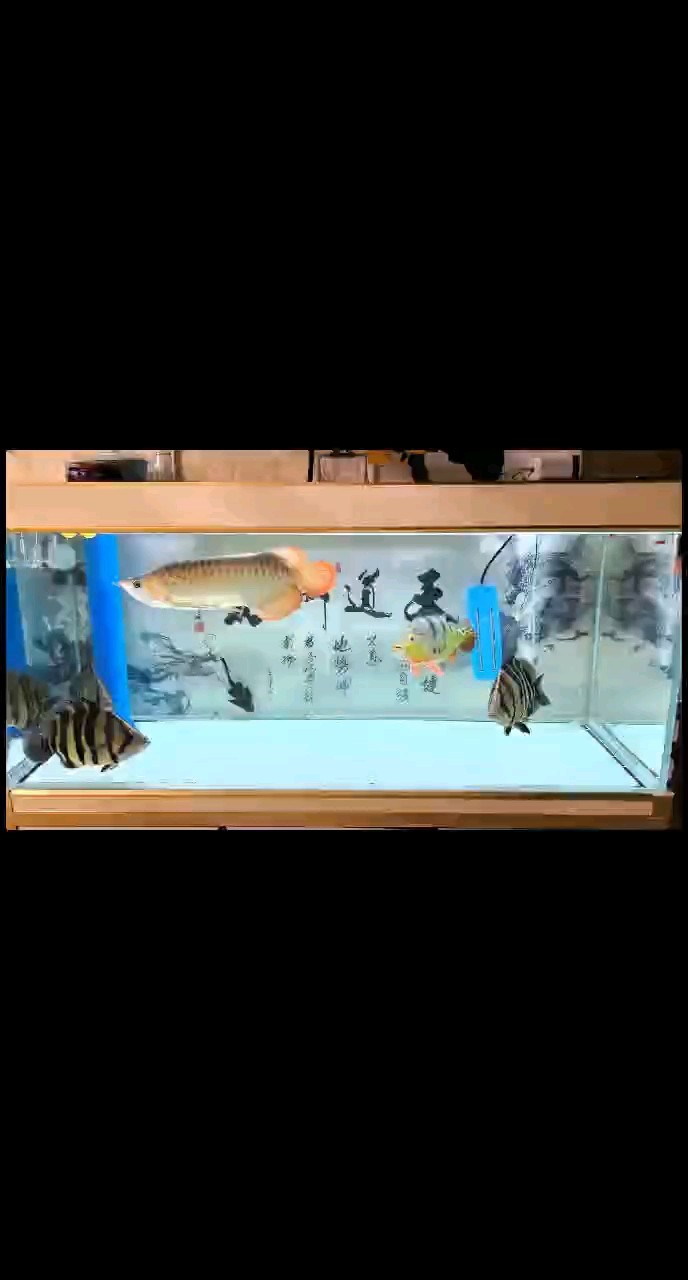 龍虎