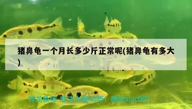 豬鼻龜一個月長多少斤正常呢(豬鼻龜有多大) 豬鼻龜一個月長多少斤正常呢(豬鼻龜有多大) 豬鼻龜百科