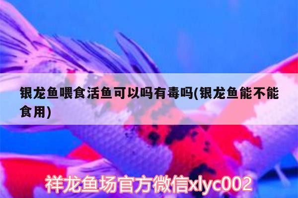 銀龍魚喂食活魚可以嗎有毒嗎(銀龍魚能不能食用)