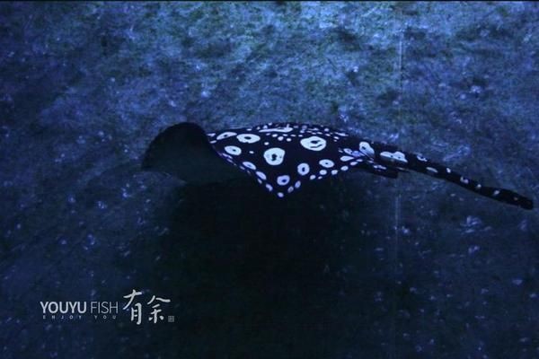 魟魚老撅嘴：魟魚撅嘴可能是由于多種原因引起的，