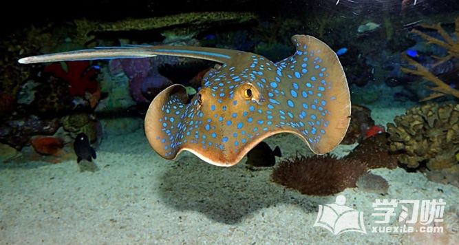 魟魚(yú)老撅嘴：魟魚(yú)撅嘴可能是由于多種原因引起的，