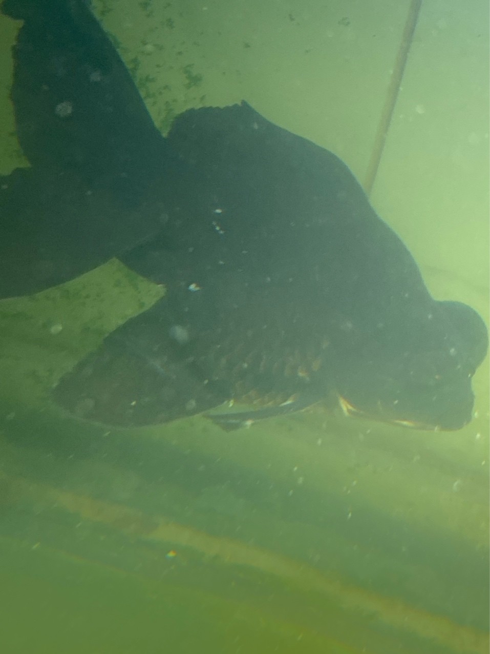 魚缸發現有魚長白點鯉魚側邊長毛 今天下了200克鹽換三分之一水 看看有么有效果  今天買的甲硝銼片到了 晚上給小魚用上